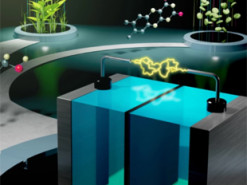 Створено органічний проточний акумулятор на основі глюкози та вітаміну B2