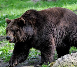 У США ведмідь провів ніч замкненим в автомобілі