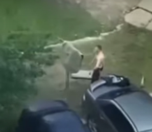 В сеть попало смешное видео эпической «битвы» киевлянина с ковром