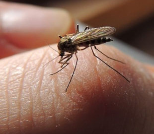Як позбутися мух і комарів у квартирі: головні народні засоби