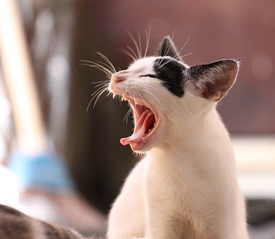 Ученые выяснили, почему кошки так любят кошачью мяту