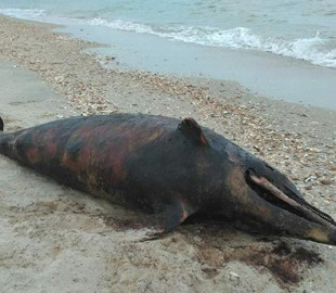 В Одеській області знову знайшли тіла мертвих дельфінів