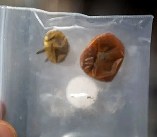 Знайшлися томати, які зникли на МКС рік тому