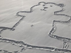 У соцмережах розгадують таємницю малюнка ведмедя на снігу у Канаді