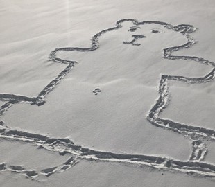 У соцмережах розгадують таємницю малюнка ведмедя на снігу у Канаді