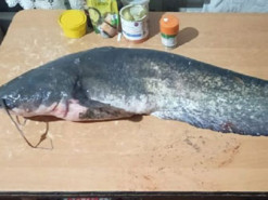 Чоловік з Кривого Рогу зловив рибу вагою майже 7 кілограмів