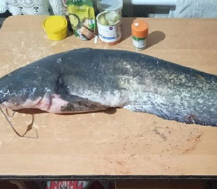 Чоловік з Кривого Рогу зловив рибу вагою майже 7 кілограмів