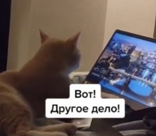 Сидящий за ноутбуком кот стал звездой соцсетей