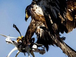 У Google проблемы с поставками с помощью дронов из-за атак птиц