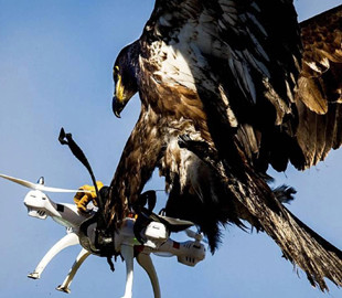 У Google проблемы с поставками с помощью дронов из-за атак птиц