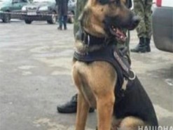 Служебный пес нашел в кустах мужчину, нож и 68 метров кабельных проводов
