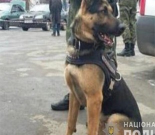 Служебный пес нашел в кустах мужчину, нож и 68 метров кабельных проводов