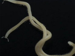 У Каліфорнії знайшли нову істоту — без очей, але з 486 ногами