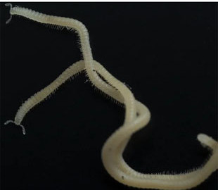 У Каліфорнії знайшли нову істоту — без очей, але з 486 ногами