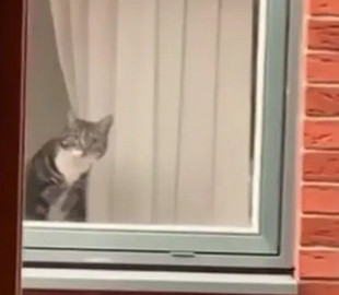 Любопытный кот заменил хозяевам камеру наблюдения