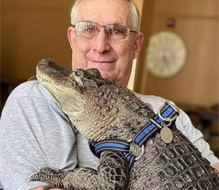 Американець прихистив алігатора, який став зіркою соцмереж. Тепер вони сплять в одному ліжку