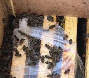 Укрпошта і мертві бджоли: Гендиректор перевізника заявив, що частина комах «ожила»