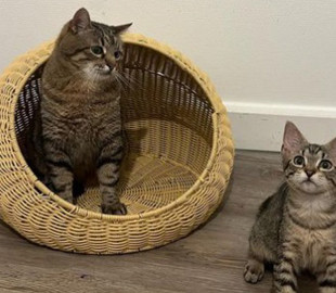 Відомий на весь світ харківський кіт завів подружку