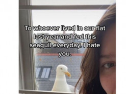 Британка скаржиться на чайку, яка лякає і стежить за нею щодня з вікна ванни