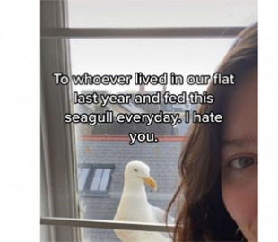 Британка скаржиться на чайку, яка лякає і стежить за нею щодня з вікна ванни