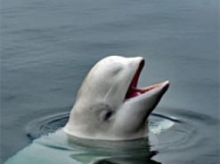 Зоозахисники назвали причину загибелі «російського кита-шпигуна»