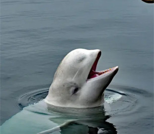 Зоозахисники назвали причину загибелі «російського кита-шпигуна»