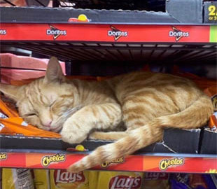 Спят на прилавках и валяются на полу: парень публикует забавные фото отдыхающих в магазине котов