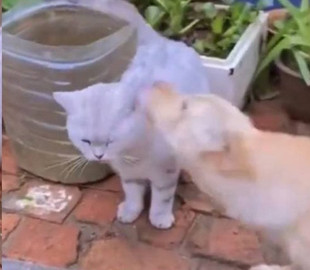 Неудачные попытки пса подружиться с кошкой рассмешили Сеть