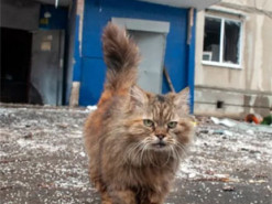 Фото рудого кота з Бучі облетіло весь світ, ставши символом життя