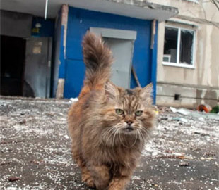 Фото рудого кота з Бучі облетіло весь світ, ставши символом життя