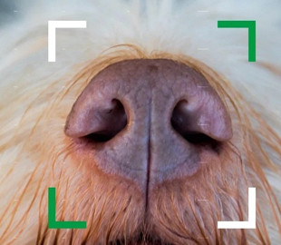 Новая биометрическая система узнает потерянных собак по носу