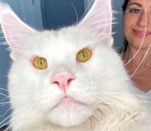 У мережі показали найбільшу кішку у світі: розміри вражають