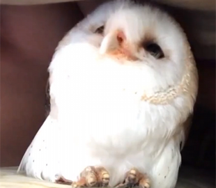 В сети набирает популярности страница «улыбчивой» совы