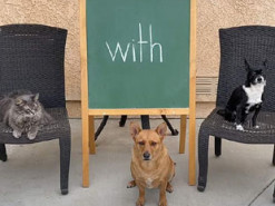 Кумедний собака став професором і допомагає вчити дітей онлайн