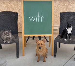 Кумедний собака став професором і допомагає вчити дітей онлайн