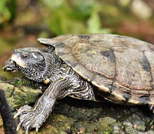 Энергичная черепаха стала звездой Сети