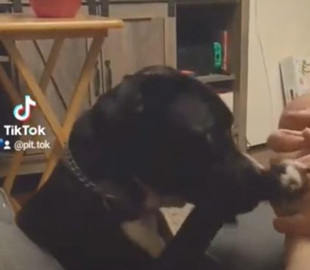 Пес попросил хозяина сделать ему массаж лап