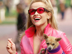 В Google появилась забавная пасхалка к юбилею комедии "Блондинка в законе": как ее найти