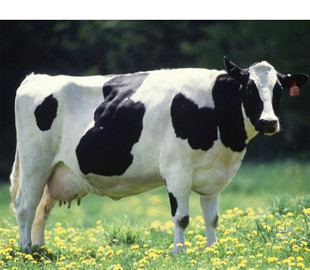 Чоловік із жінкою продавали фейкових корів та крали гроші у українців