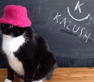 Кіт Бандера підтримав гурт Kalush Orchestra, одягнувши рожеву панамку