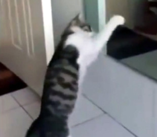 Хит из соцсетей: кот у зеркала отличился ритмичным танцем на двух лапах