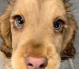 Собака стала звездой в Instagram благодаря своим невероятным глазам (фото)