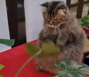Жестокое «сражение» кота с растением попало на видео