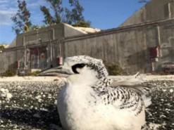 США призупинили гіперзвуковий проєкт зі SpaceX: чим завадили морські птахи