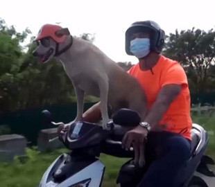 На Філіппінах пес-мотоцикліст став популярним тревел-блогером