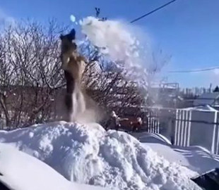 Собака устроила себе «снежный душ»: резвилась в сугробе