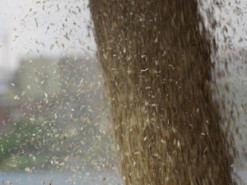 Ще двом капітанам російських суден оголосили підозри за вивезення українського зерна