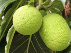 Їжа майбутнього. Вчені роблять ставки на давно забутий продукт
