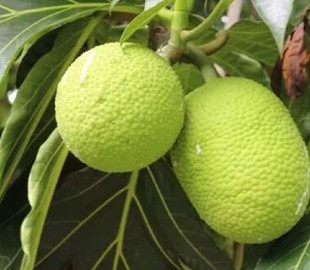 Їжа майбутнього. Вчені роблять ставки на давно забутий продукт