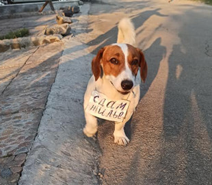 Курьез: даже собаки в Бердянске сдают жилье